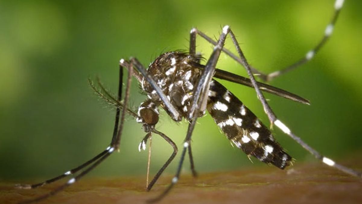 Mosquitoes now feed more on humans than animals. Brace for newer, more dangerous diseases
