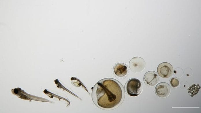 Representational image | Various phases of a fish embryo's growth from an egg | Wikimedia Commons