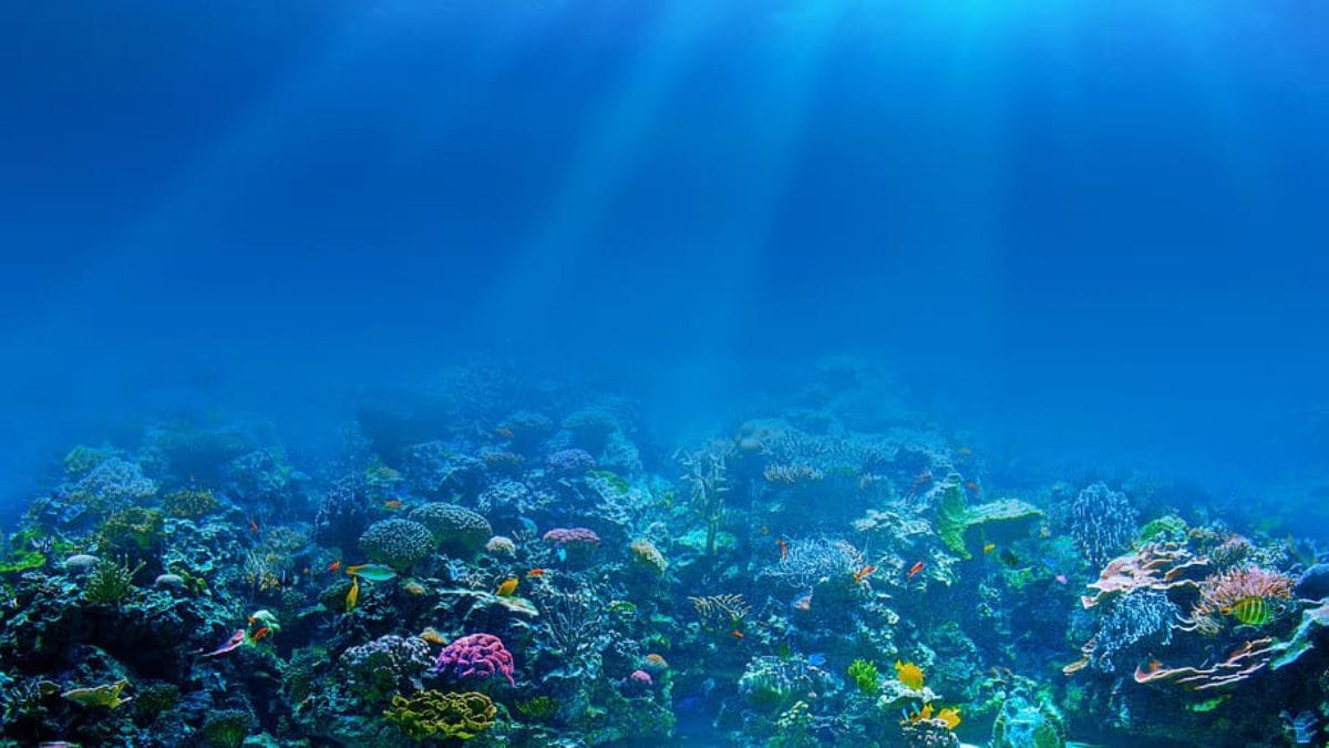 Scientists Document Intense Marine Darkwaves Impacting Ecosystems