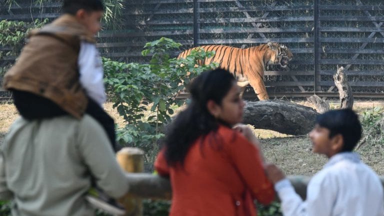 Has Delhi Zoo lost its purpose? Jackal, antelopes, elephant Shankar’s death in model facility