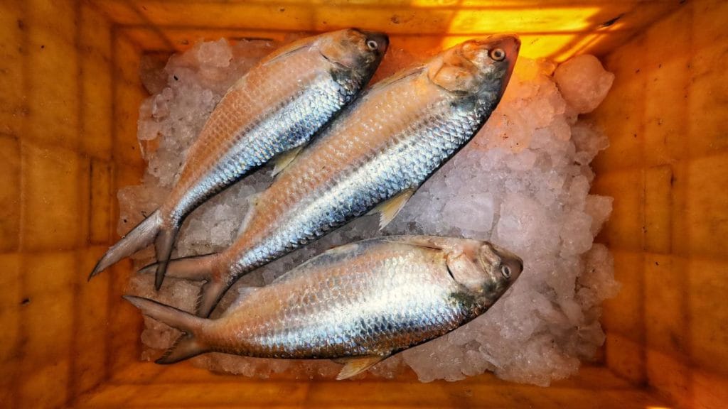 A few chaksis caught from the sea. Manisha Mondal | ThePrint