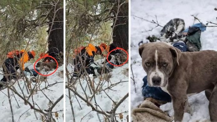 The dog watched over the bodies of the two cousins for 4 days, until an SDRF team managed to reach the spot | Credit: Stills from videos by SDRF, and on X