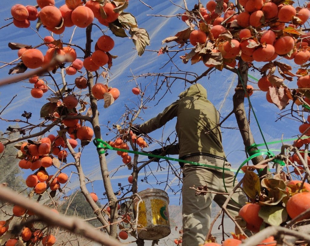 Persimmon farmers in India