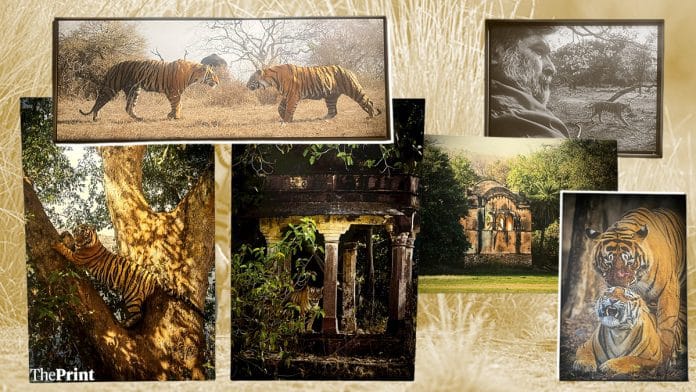 A few photos displayed in the exhibition, Ranthambhore—50 Iconic Years’, at New Delhi’s Bikaner House | Photo: Insha Jalil Waziri, ThePrint | Graphic: Sonali Dub, ThePrint