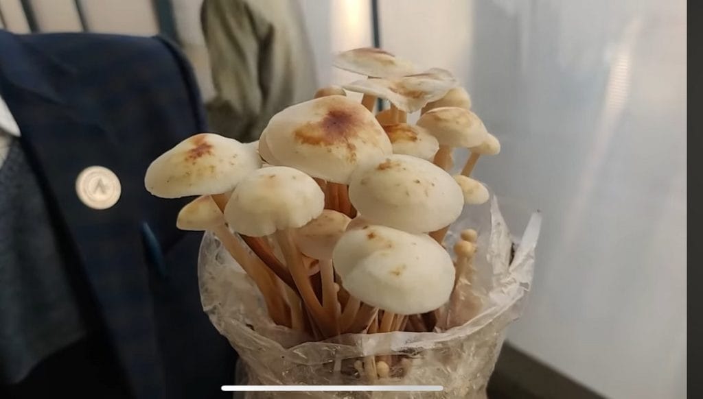 Mushrooms in India 