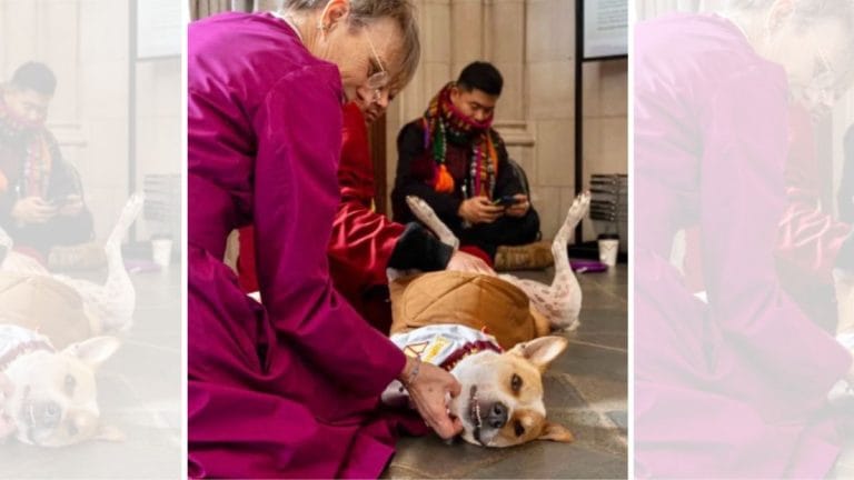 Paws for peace: Aloka, the Indie rescue dog concludes the 2,300-mile march with monks