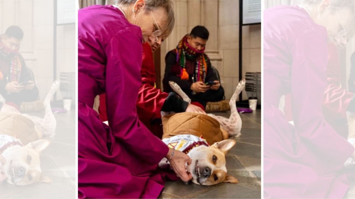 Paws for peace: Aloka, the Indie rescue dog concludes the 2,300-mile march with monks