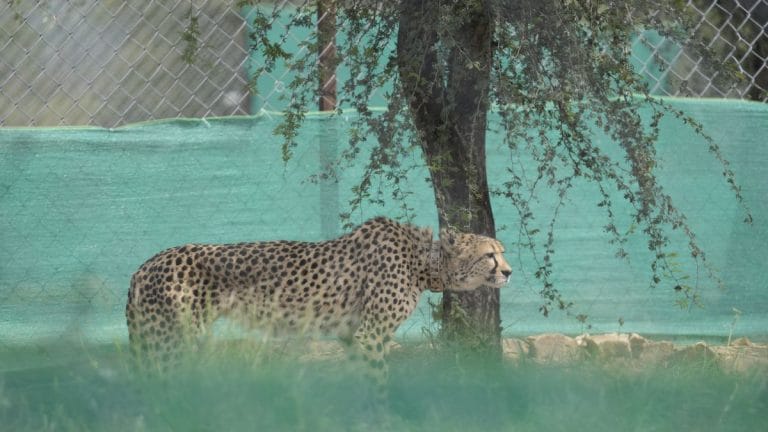 9 cheetahs from Botswana land in MP’s Kuno National Park—tally stands at 48