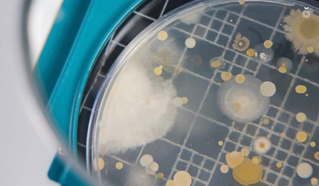 Microbial cultures grown at Absolute’s lab | Photo: Instagram/@goabsolute