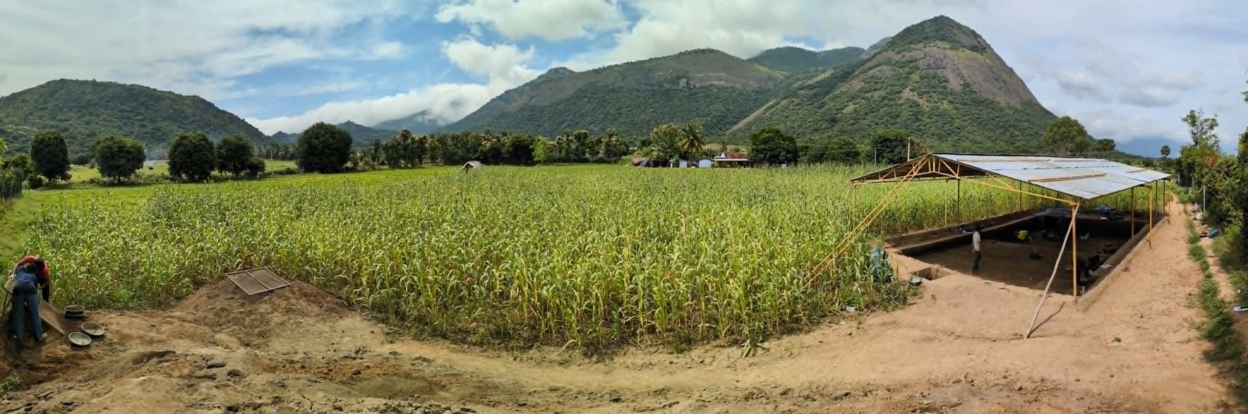 The region near the excavation site is no longer the grasslands where deer, leopards, and Indian rhinos once roamed. All of it is now farmland | Photo: By special arrangement