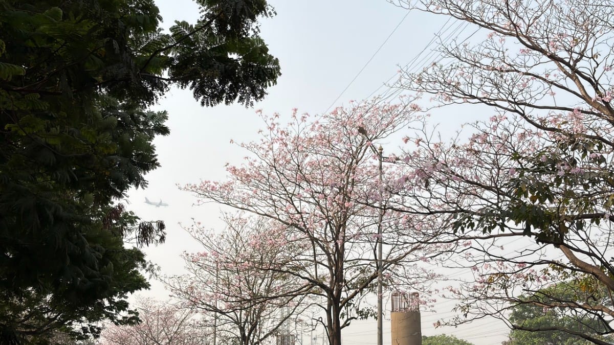 Pink trumpet trees in Vikhroli along Eastern Express Highway | Kasturi Walimbe/ThePrint