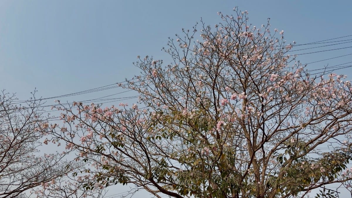 Pink trumpet trees in Vikhroli along Eastern Express Highway | Kasturi Walimbe/ThePrint