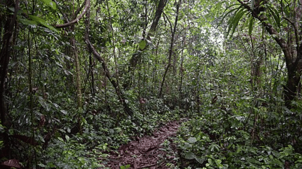 SC allows Assam govt to clear ‘encroachments’ on forest cover for ecological balance—with ‘due process’