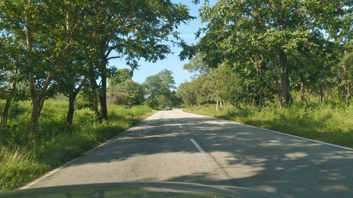 About 20-km stretch of the NH 766 lies in the Bandipur National Park. | By Sharan Poovanna/ThePrint