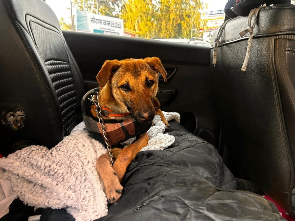 Bhairav the dog-deity