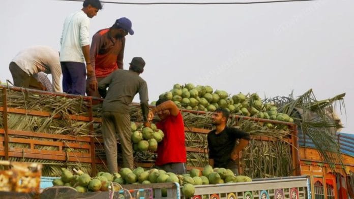 Workers lift fresh coconuts onto a truck. A 25-tonne load takes about 20 minutes | Photo: Manisha Mondal | ThePrint