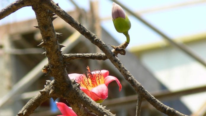 A semal flower and a bud sitting on a thorny branch