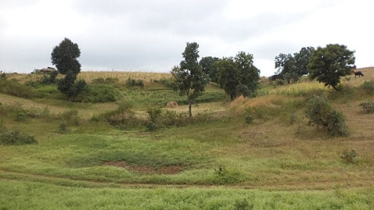 What medieval Marathi poetry reveals about India’s vulnerable grasslands