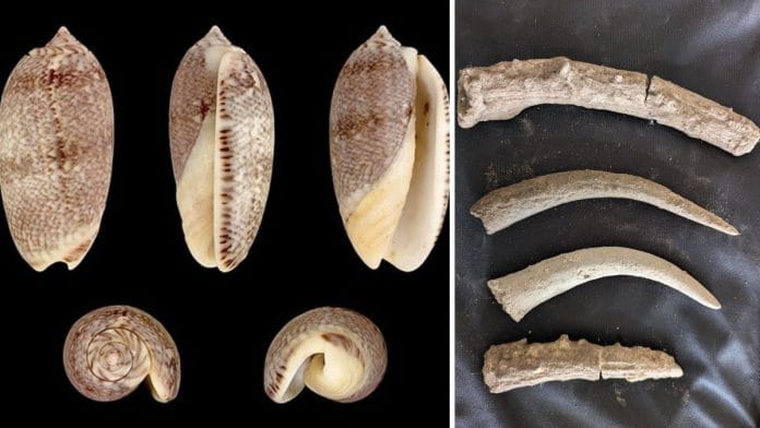 Marine shell jewellery (left) and polished antlers (right) found at the Molapalayam excavation site in Tamil Nadu | Photo: By special arrangement