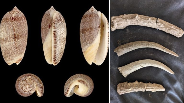 Tamil Nadu had rhinos 3,600 yrs ago. New study shows wildlife diversity, trade links with coast