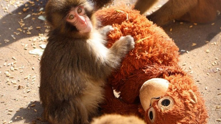 What a viral monkey, an IKEA plush toy, and a US Supreme Court ruling reveal about tariffs