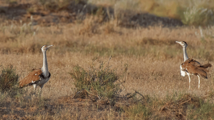 The Great Indian Bustard | Commons