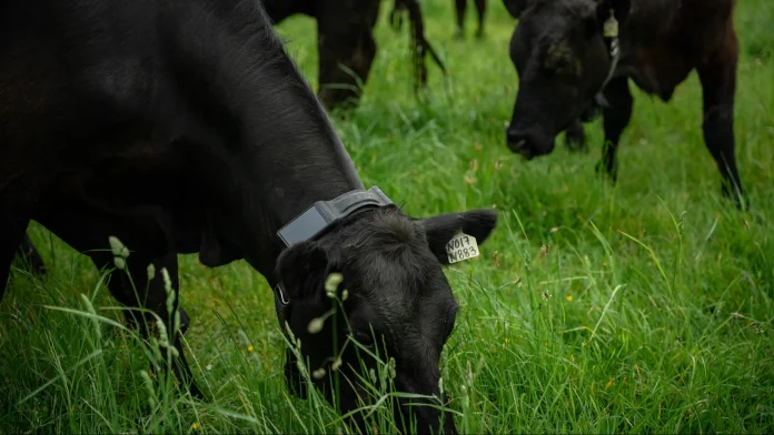 A Halter smart collar on a cow. | Halter