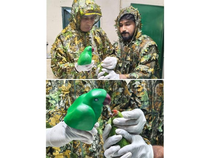 Gopalan Foundation Students Create 'Mother Parakeet' Feeding Model to Save 46 Orphaned Chicks