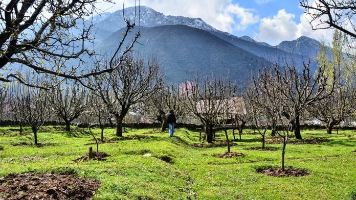 Representative Image | The view of an Apple orchard in Aragam, Bandipore district, Jammu and Kashmir | Commons