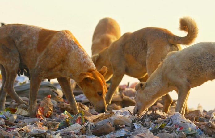 Delhi dogs