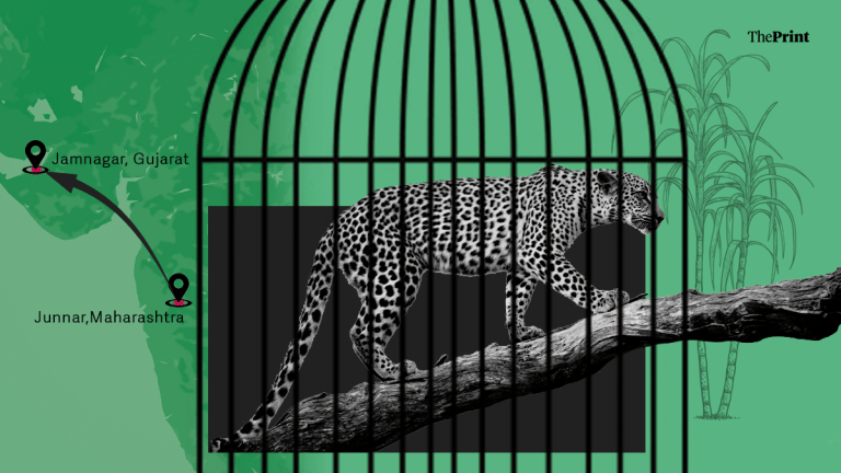 Maharashtra’s sugarcane leopards: Vantara ‘fix’ sparks conservation debate amid human-wildlife conflict