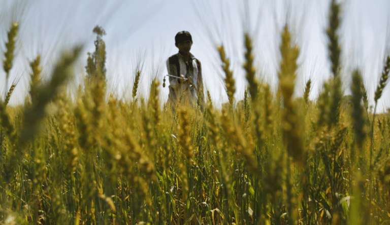 Indian urea producers shut plants as Iran war cuts Qatari supplies of LNG