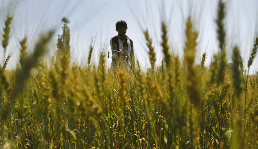 India’s urea output set to normalise as gas supplies recover