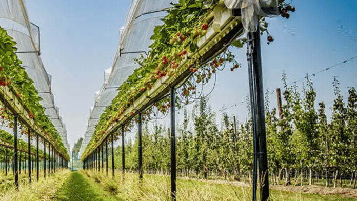 A farm with drip irrigation facility | Pic credit: ICL Group website