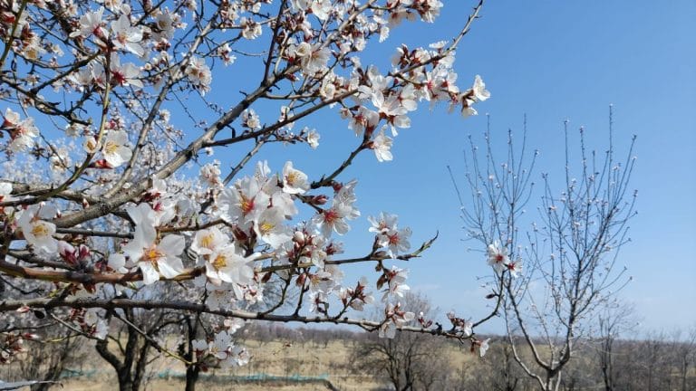 Almonds and walnuts were Kashmir’s pride. Now Indians get their fix from California, Chile