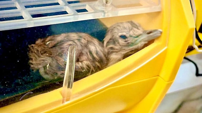 2 healthy bustard chicks hatch at Jaisalmer centre. ‘Important milestone’