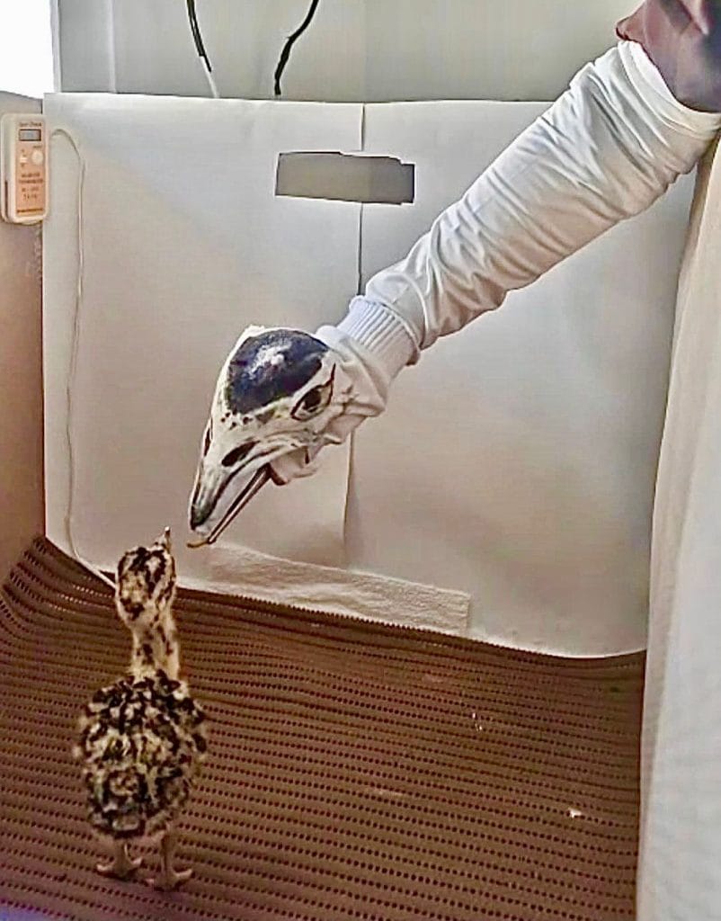 Great Indian Bustard 