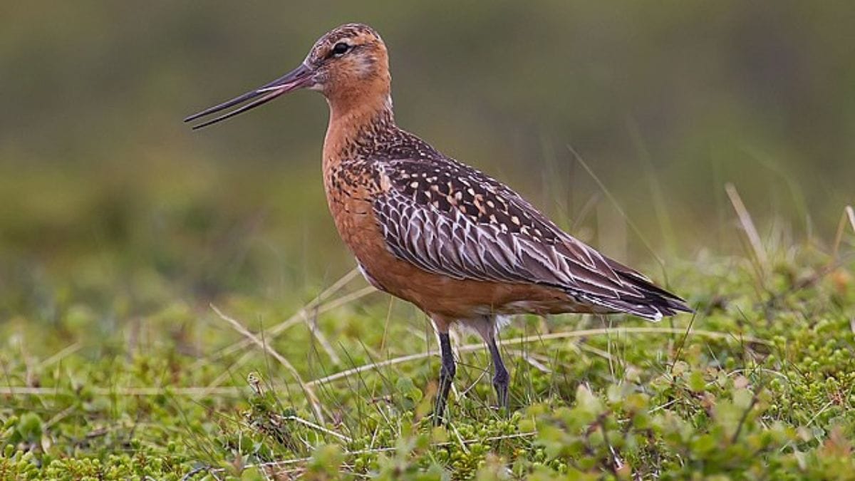 World’s longest non-stop migration is by a bird weighing 0.5 kg. It shrinks internal organs