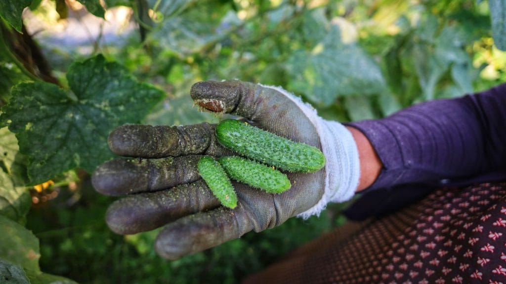Each cucumber must be picked at just the right size, often no bigger than a finger. Manisha Mondal | ThePrint