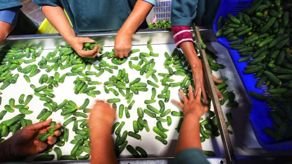 The smallest gherkins are sorted with hands. Manisha Mondal | ThePrint