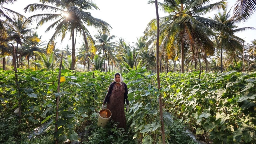 Leelavathi out in the afternoon harvesting gherkins. Manisha Mondal | ThePrint