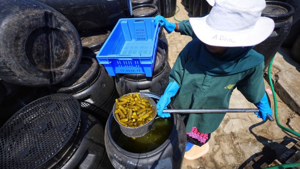 Gherkins being packed in barrels. Manisha Mondal | ThePrint