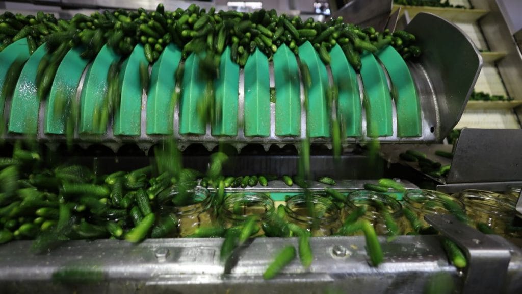 Gherkins being packed in containers. Manisha Mondal | ThePrint