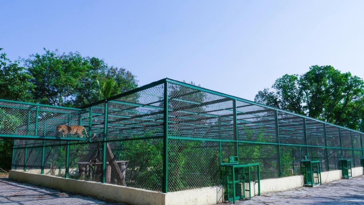 Another leopard moves around inside an enclosure at the Manikdoh Leopard Rescue Centre in Pune district, under the Junnar Forest Division | By special arrangement