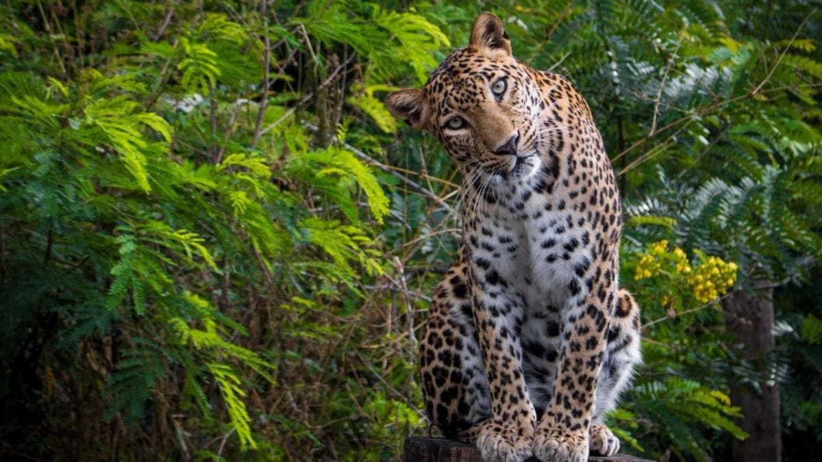 A leopard sits atop a tree stub at the Manikdoh centre | By special arrangement