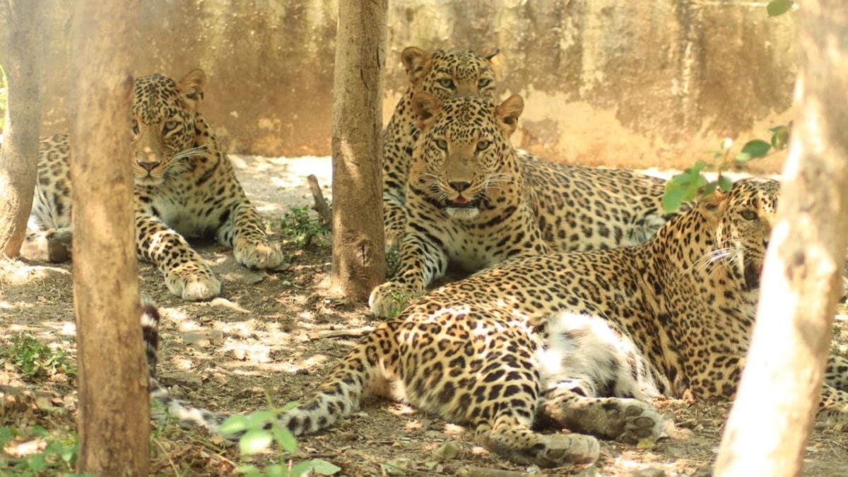 Activists say capturing wild animals in large numbers cannot be the solution to human-wildlife conflict | By special arrangement