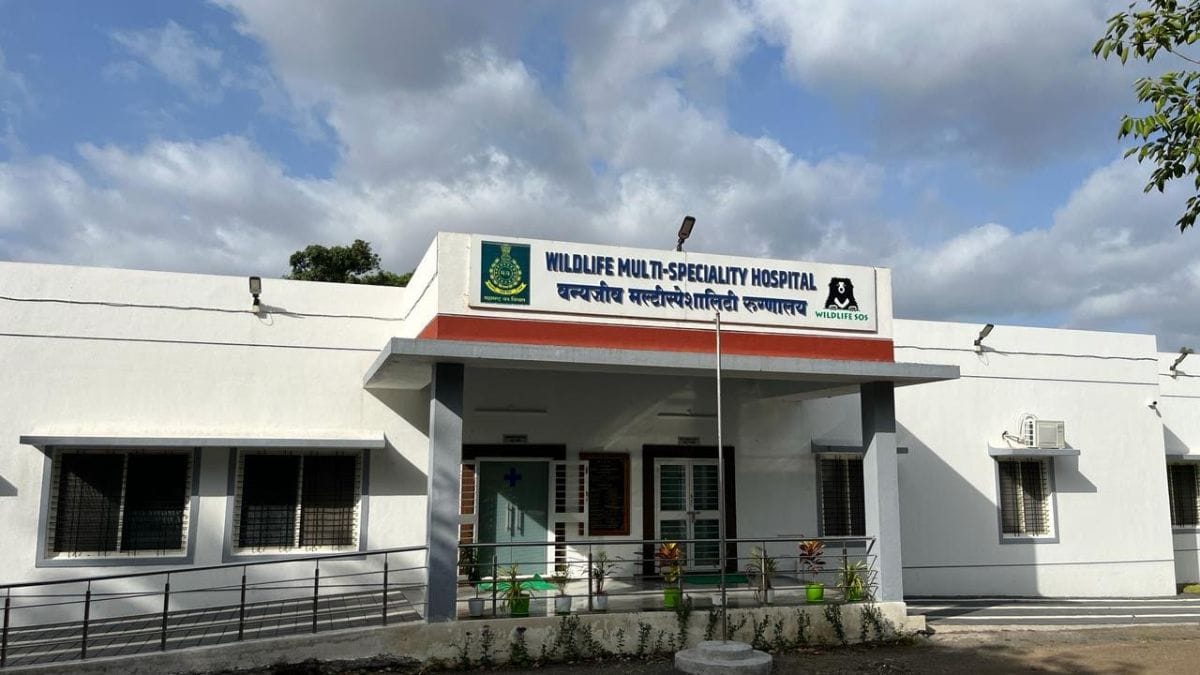 A multi-speciality hospital at the Manikdoh Leopard Rescue Centre under the Junnar Forest Division | By special arrangement