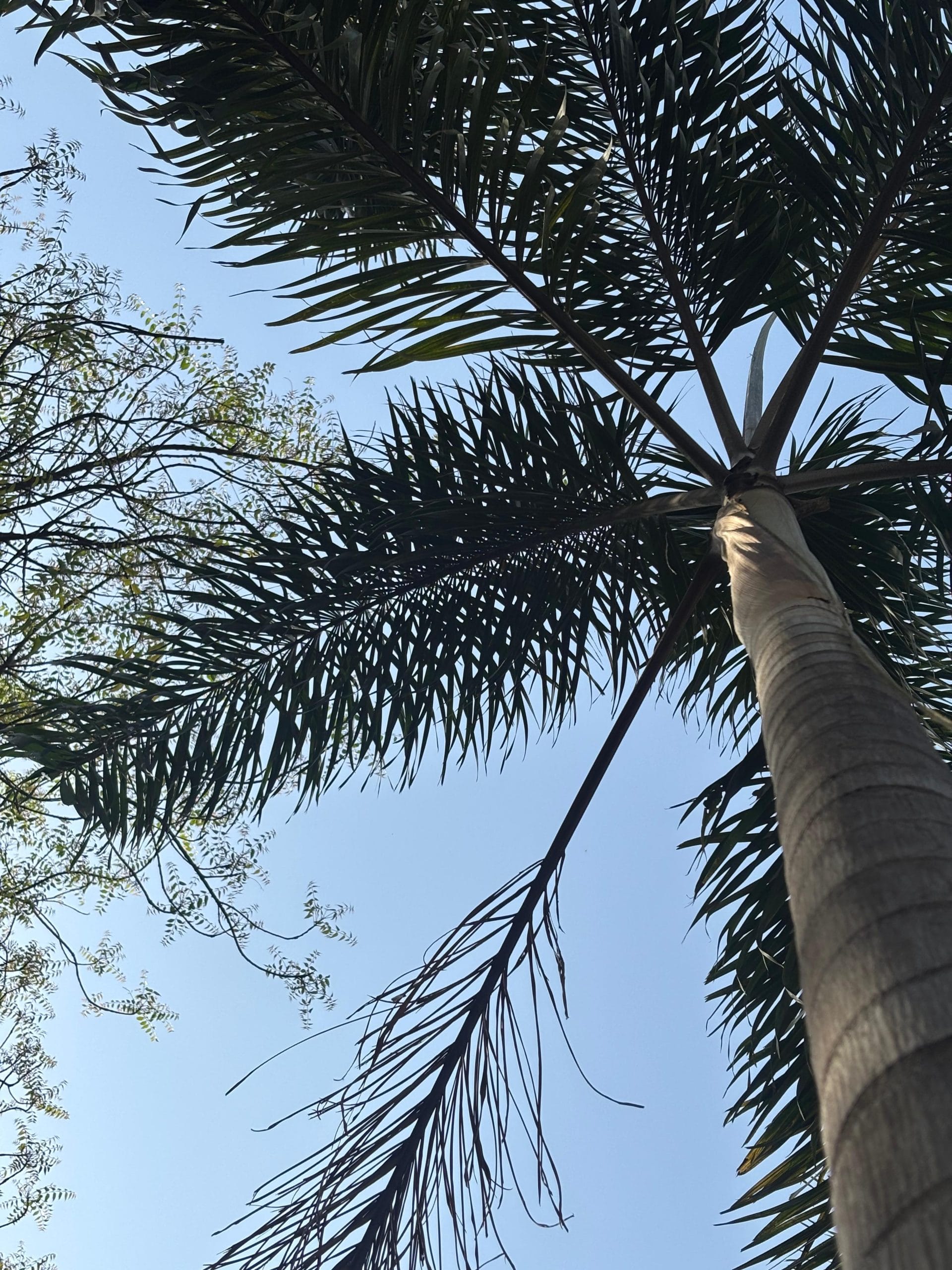 Delhi’s palm obsession is ecologically unsound, water-intensive, and driven more by aesthetics and imitation than by function | Vitasta Kaul, ThePrint