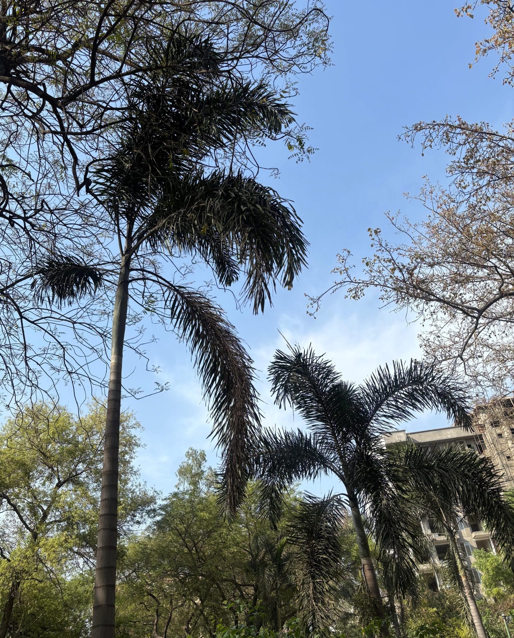 Palms in NDMC’s “palm corner” where caretakers say many fail to survive due to insufficient water supply | Vitasta Kaul, ThePrint