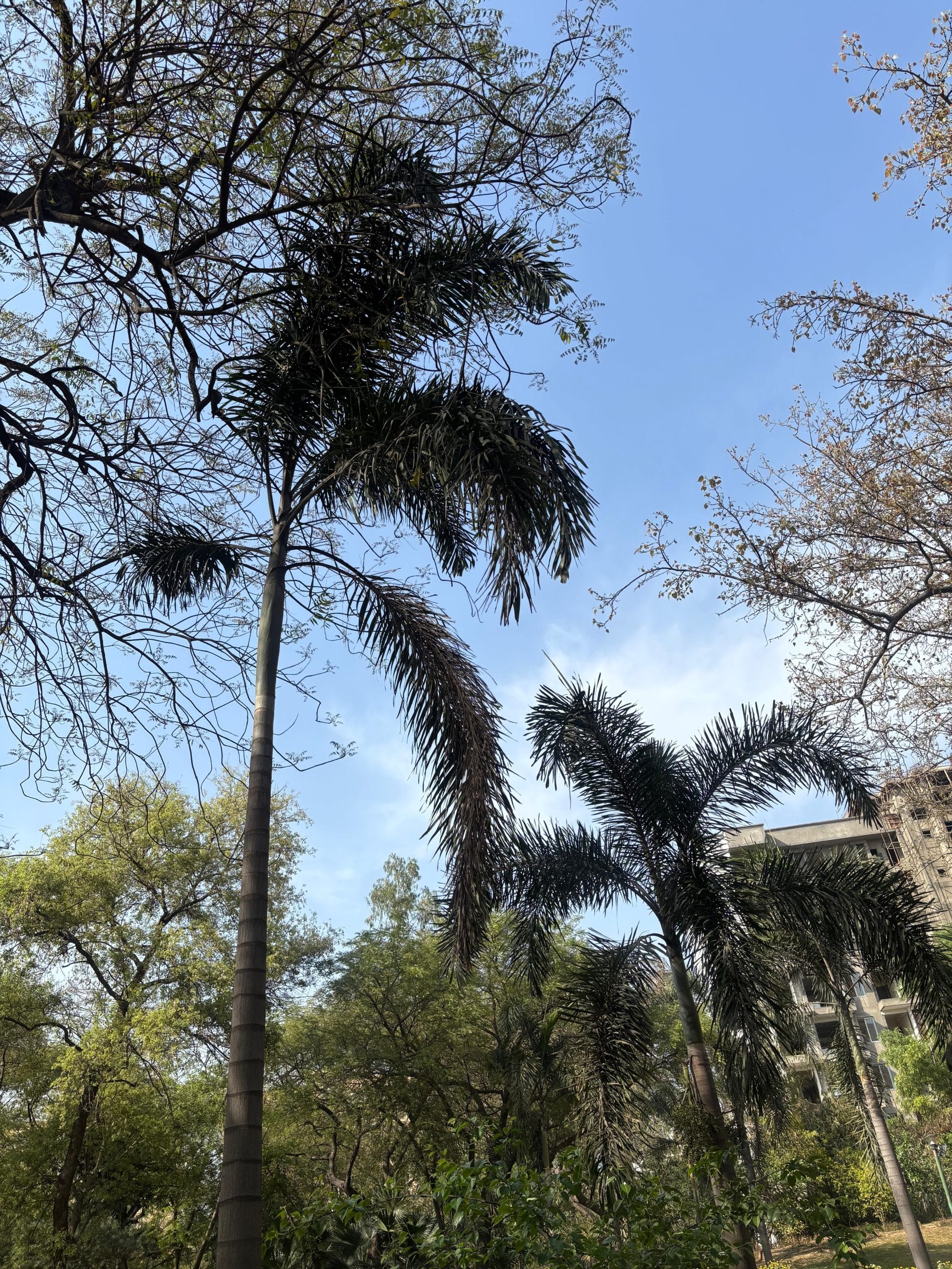 Palms in NDMC’s “palm corner” where caretakers say many fail to survive due to insufficient water supply | Vitasta Kaul, ThePrint